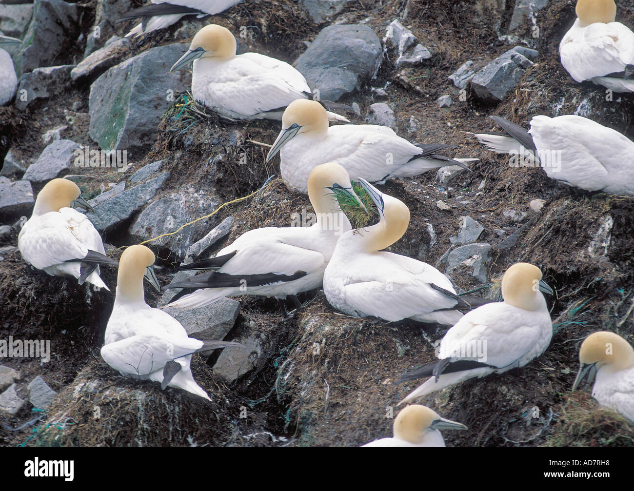 Habitats of the birds hi-res stock photography and images - Alamy