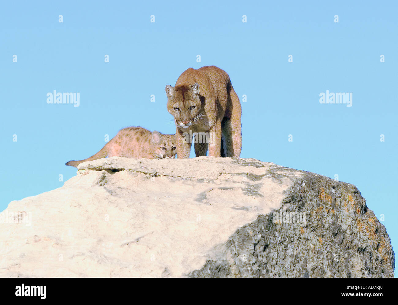 Cougar and kit on rocks Stock Photo Alamy