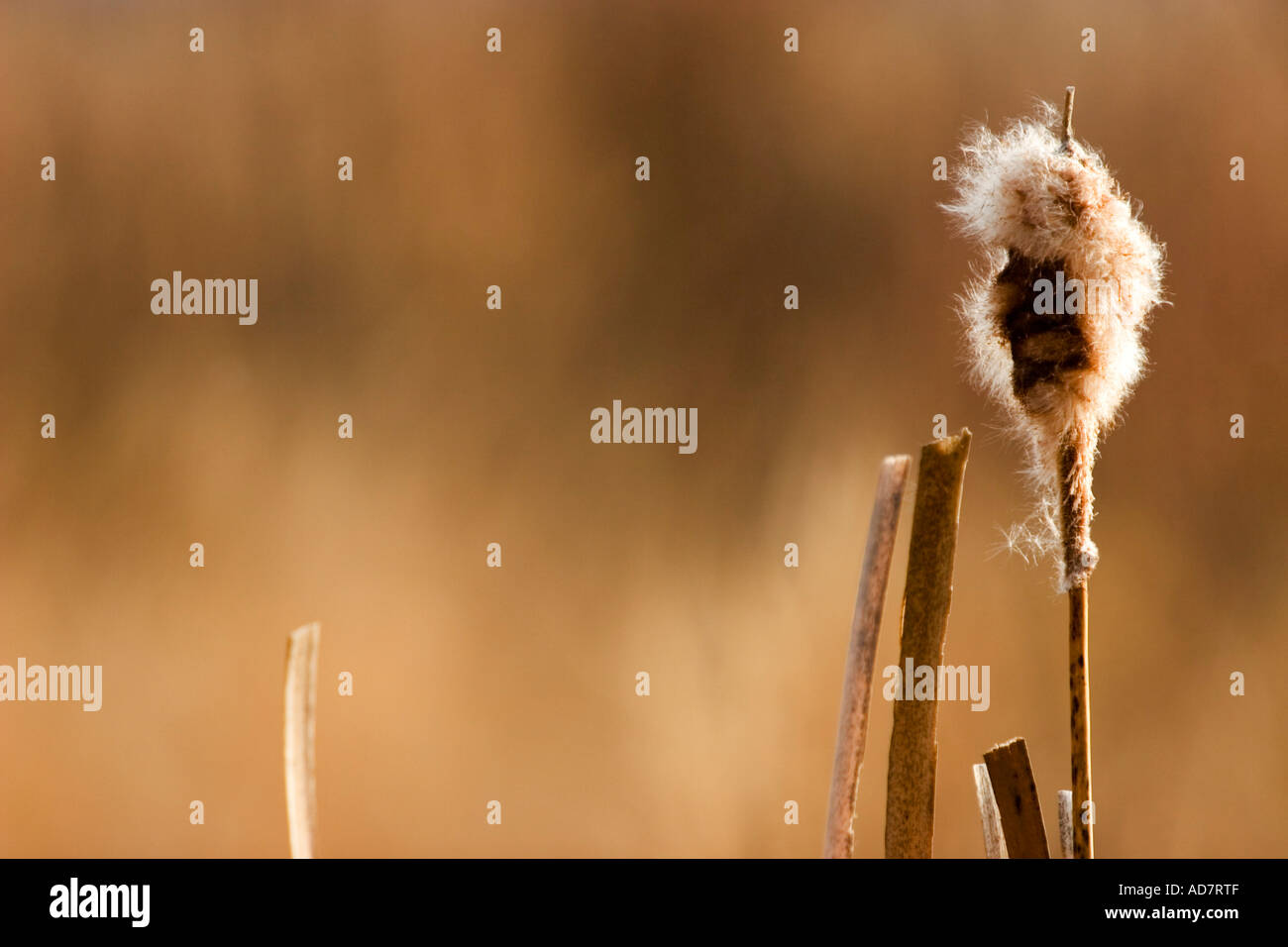 Bulrush among reeds Stock Photo
