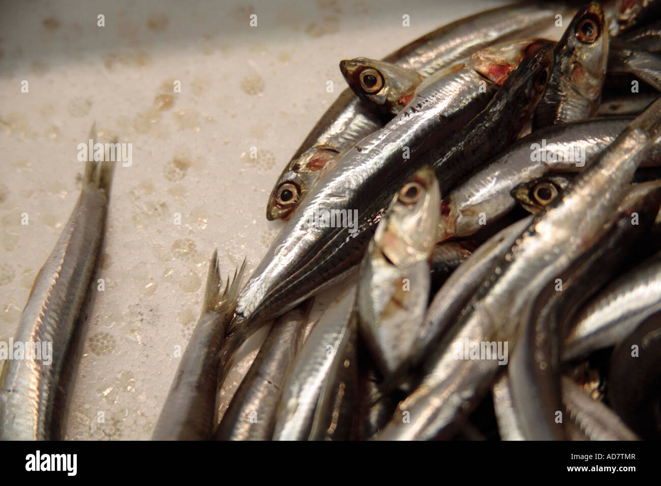 Fresh anchovis on ice offered at the fish market Stock Photo Alamy