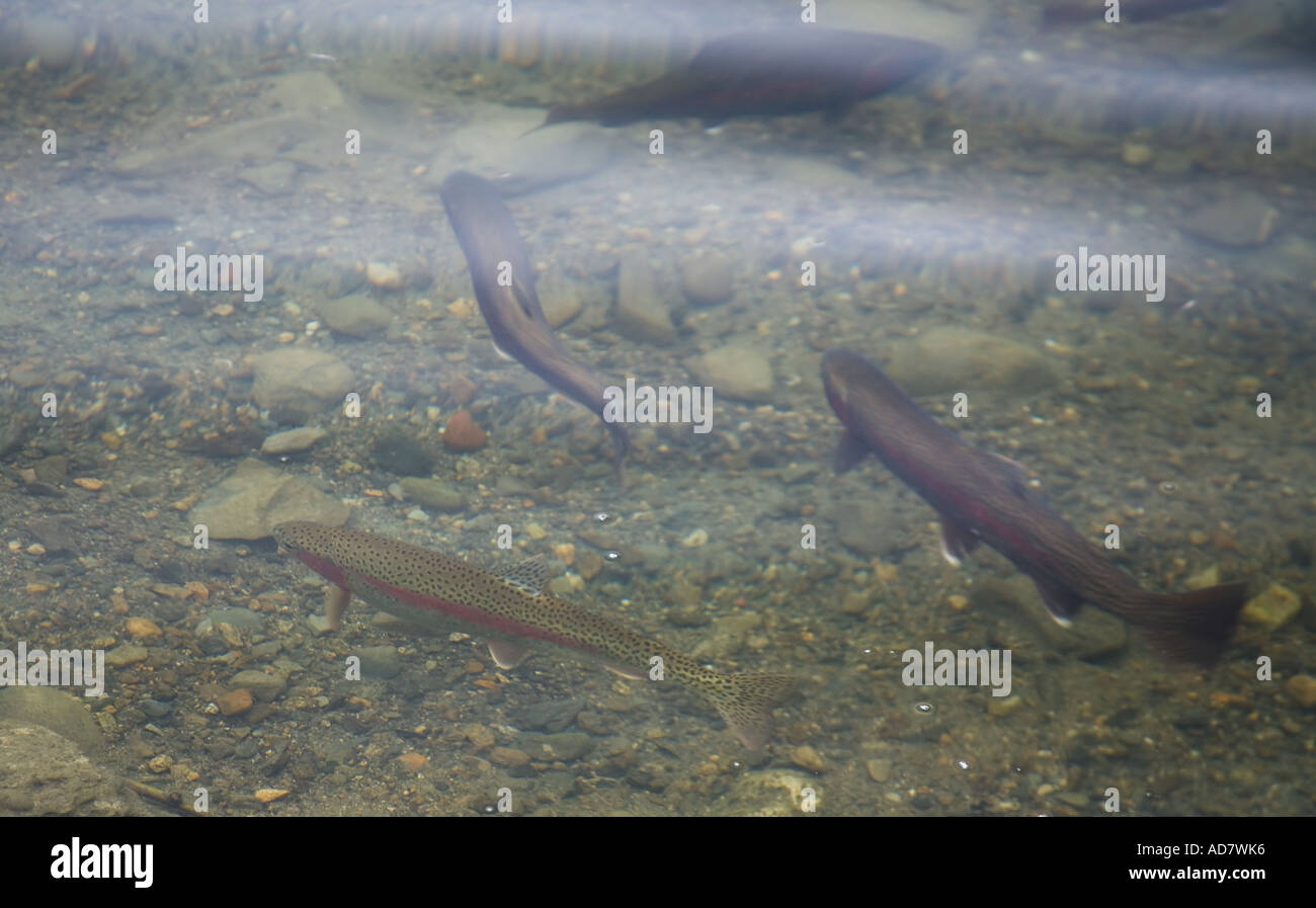 Rainbow trout spawning Ross Lake Provincial Park Hazelton BC Stock Photo