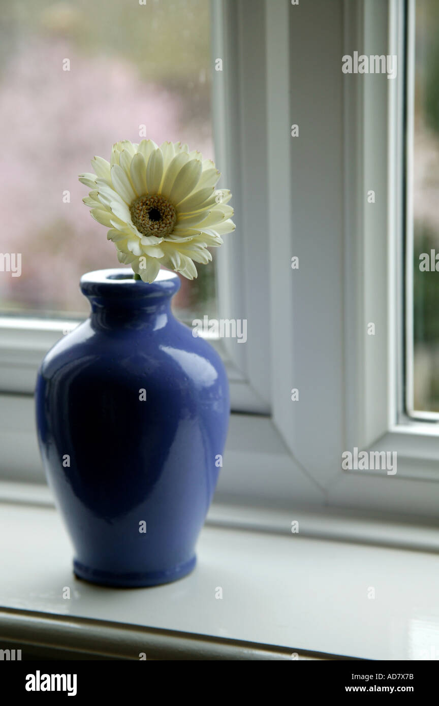 White gerbera flower in blue vase on window sill in front of window