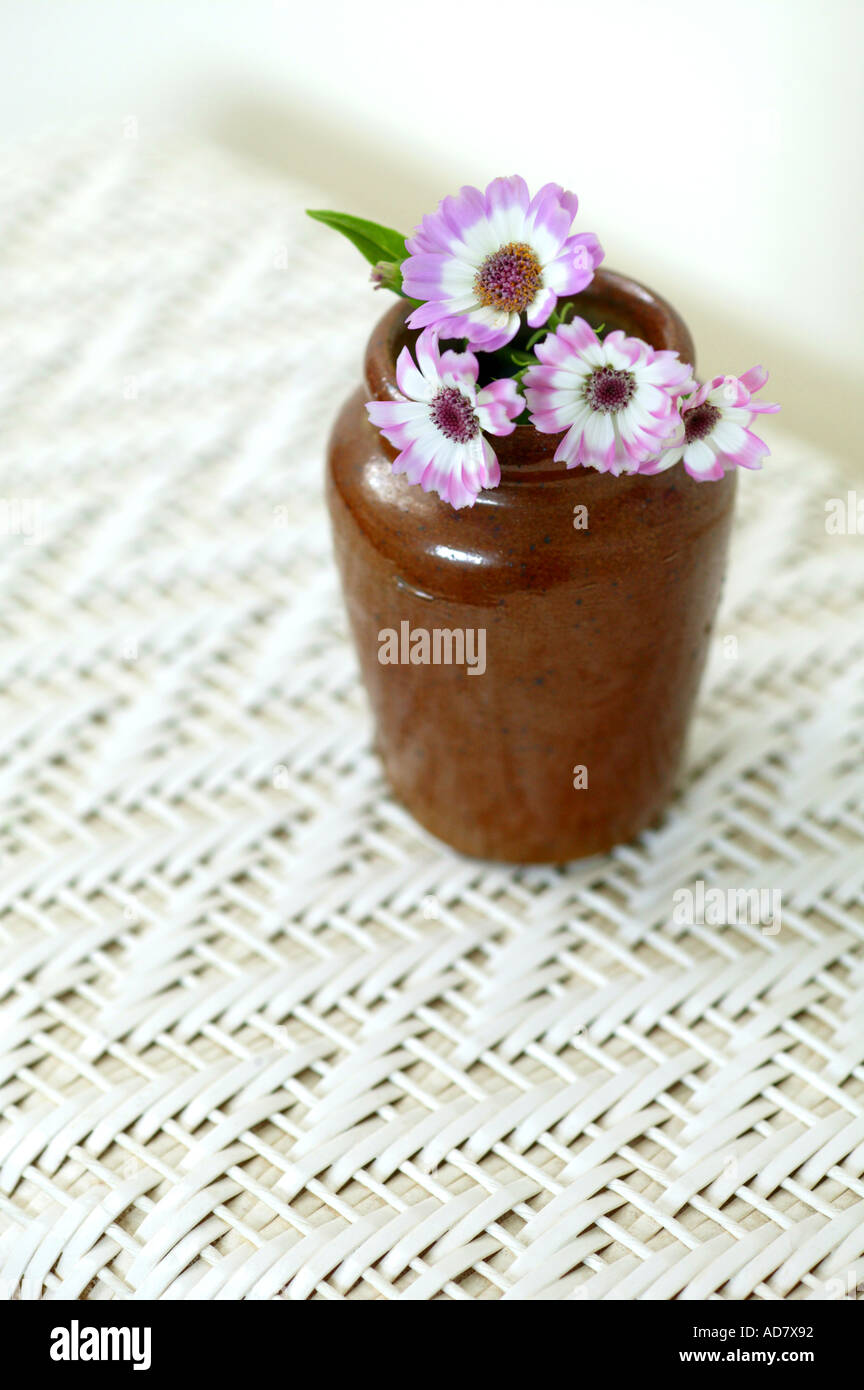 Cineraria flowers in brown pottery vase on white Lloyd loom linen basket Stock Photo