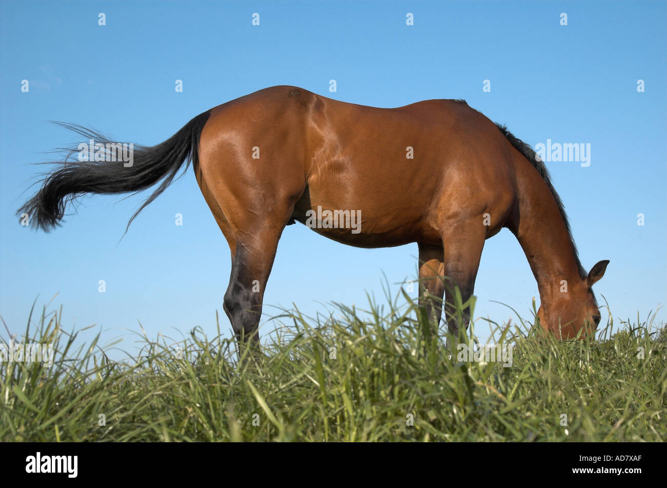 Brown horse grazing and swishing tail Stock Photo Alamy