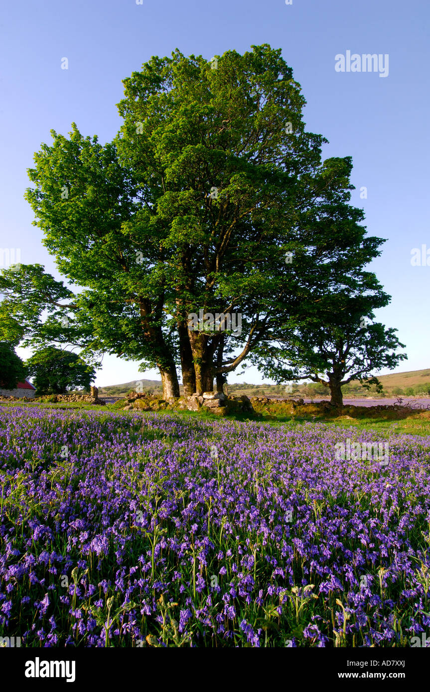 Three large trees standing beside a dry stone wall on Dartmoor with fields of bluebells all around Stock Photo