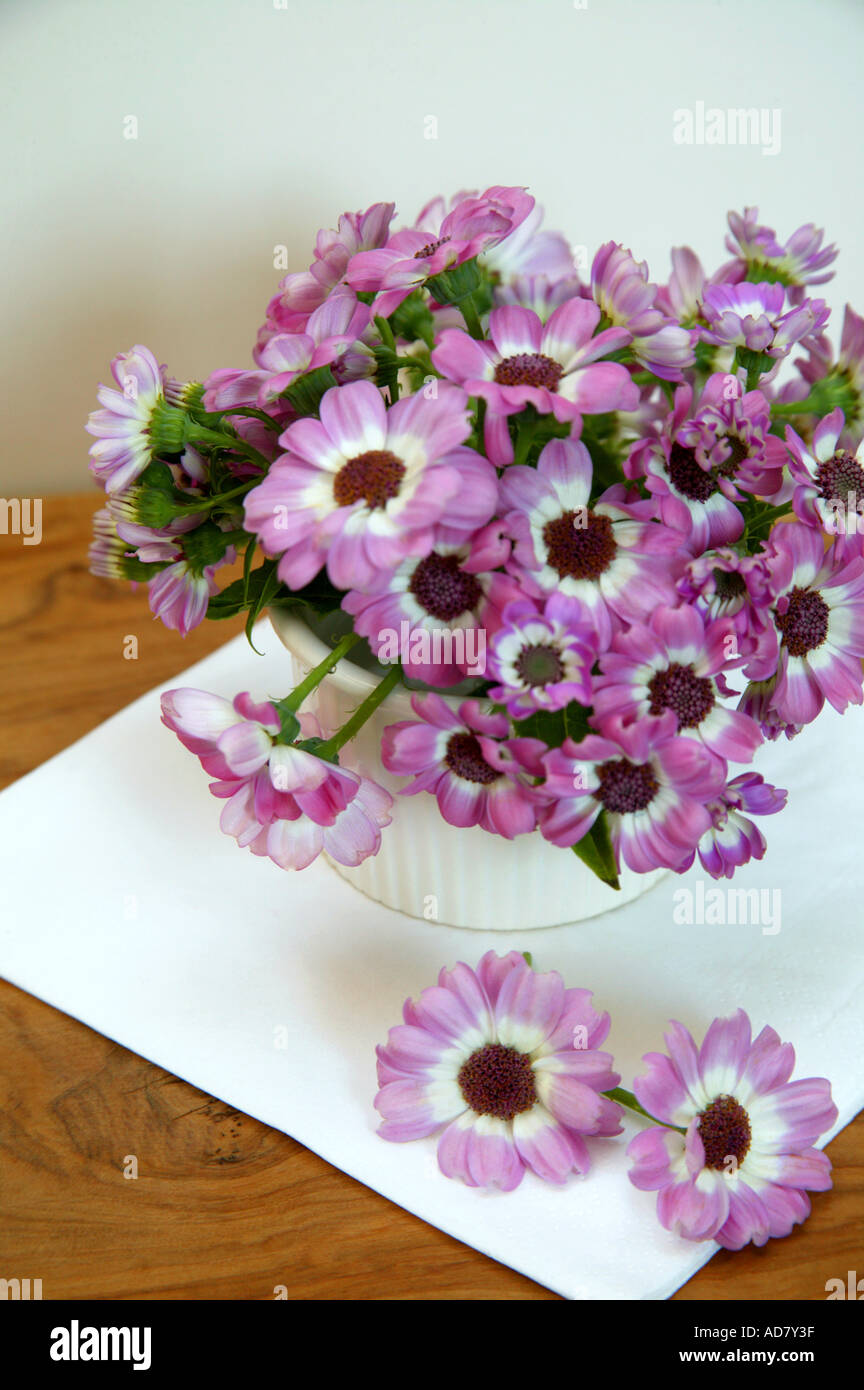 Arrangement of pink cinerarias on table Stock Photo