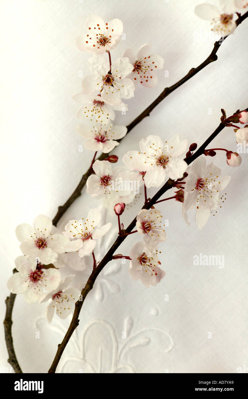 Blossom cloth Outlet
