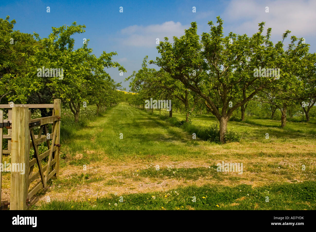 Cider apple orchard in springtime on the Vale of Evesham Blossom Trail Worcestershire Stock Photo