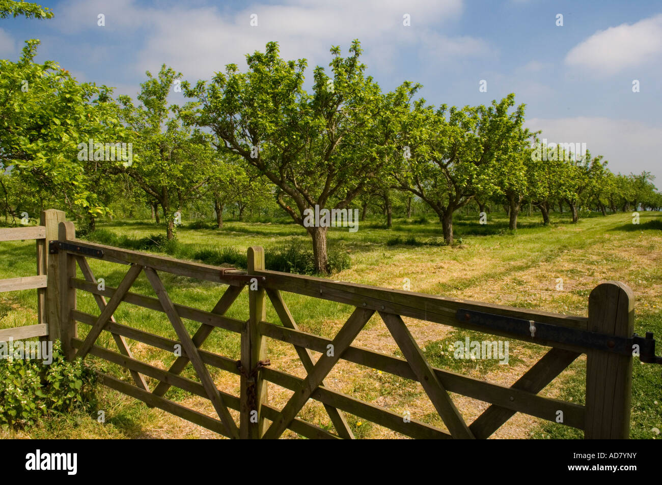 Cider apple orchard in springtime on the Vale of Evesham Blossom Trail Worcestershire Stock Photo