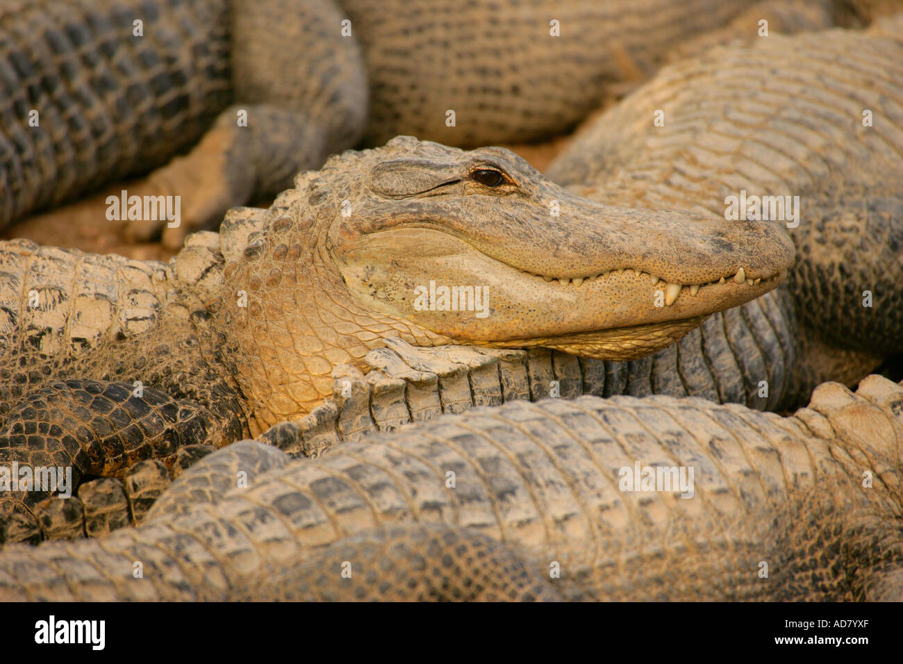 Alligators alligators alligators alligators alligators hi-res stock ...