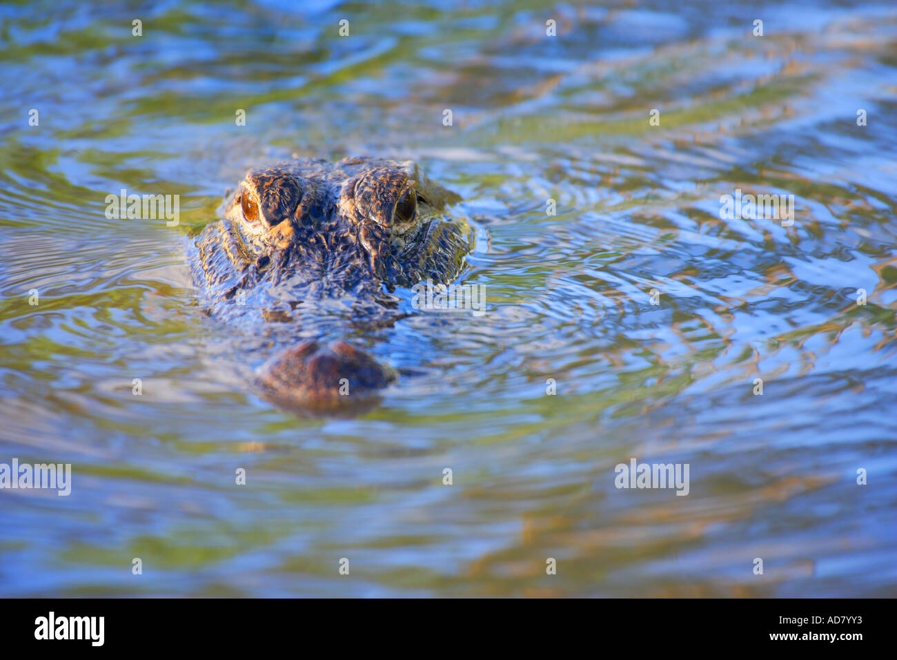 Alligator in water Stock Photo - Alamy