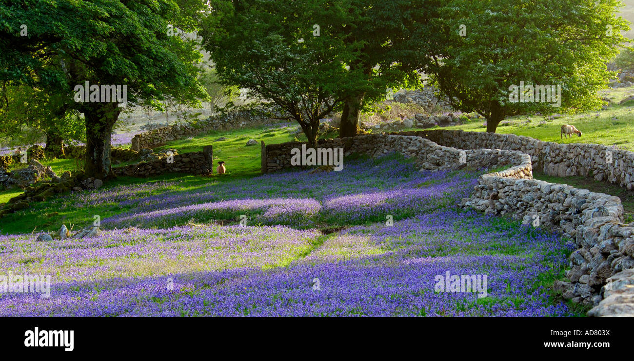 Three large trees standing beside a dry stone wall on Dartmoor with fields of bluebells all around and a ram in the gateway Stock Photo