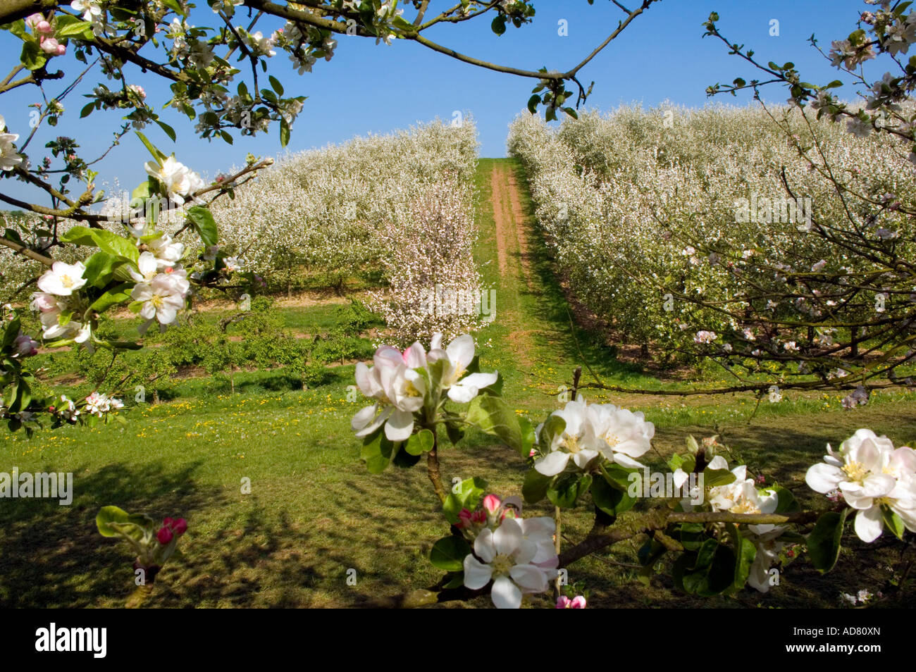 Spring blossom in cider apple orchard on the Vale of Evesham Blossom Trail Worcestershire England Stock Photo
