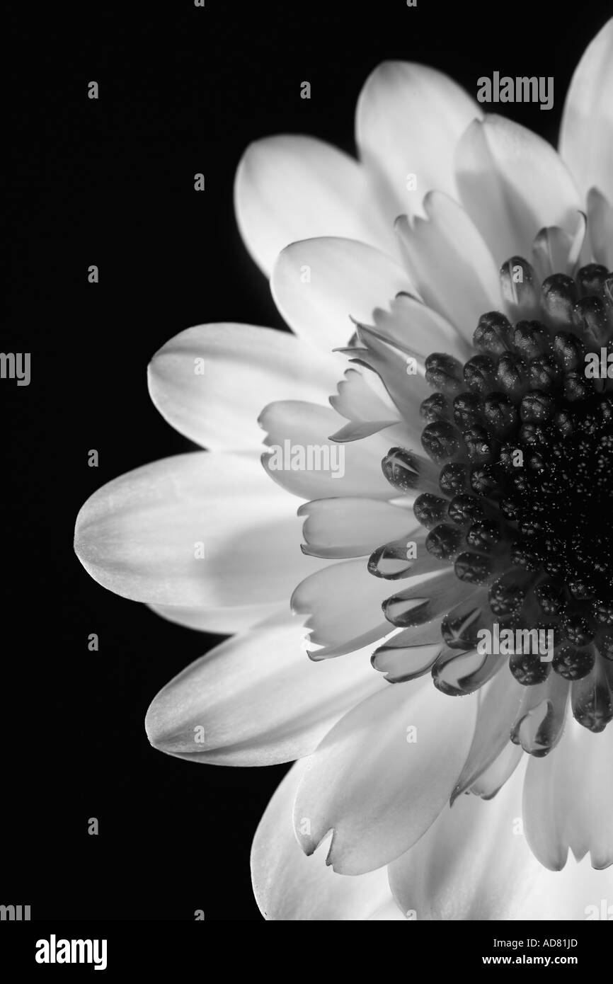 Indoor blooms Black and White Stock Photos & Images - Alamy