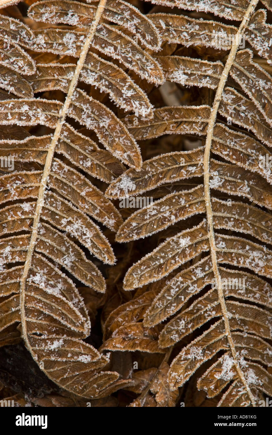 Bracken fern (Pteridium aquilinum) Frosted dead fronds Greater Sudbury, Ontario, Canada Stock Photo