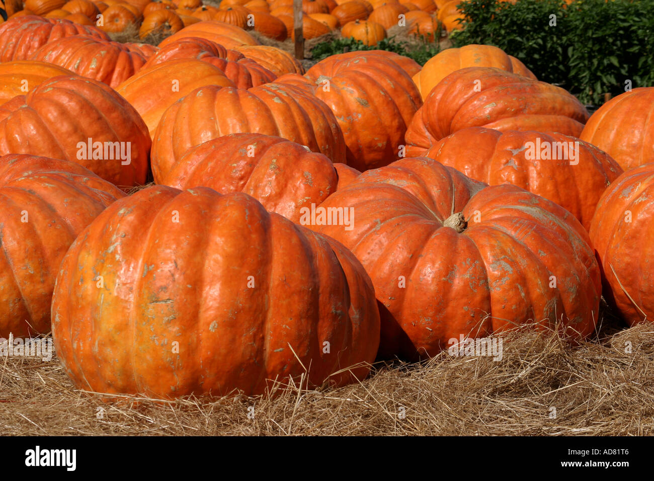 Giant Pumpkins (Atlantic Giant) ready for sale Stock Photo - Alamy