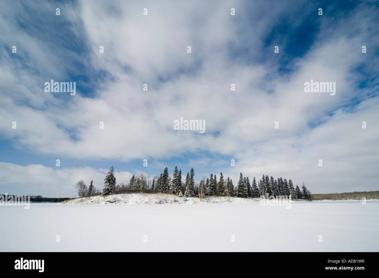 grouping of trees in winter scene Stock Photo - Alamy
