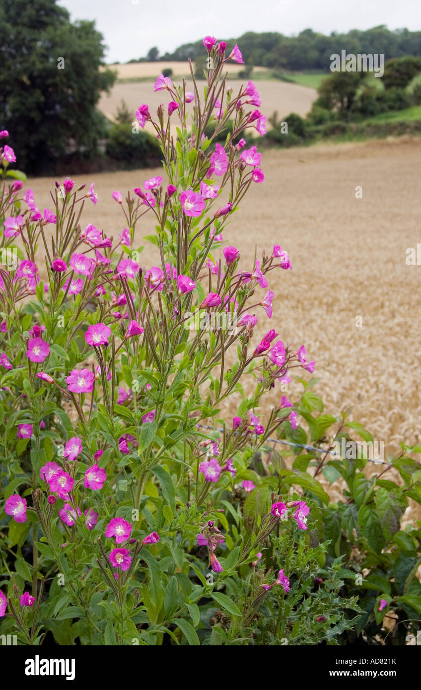 Whole plant and flowers of Epilobium hirsutum L Great Willowherb Greater Hairy Willowherb Stock Photo