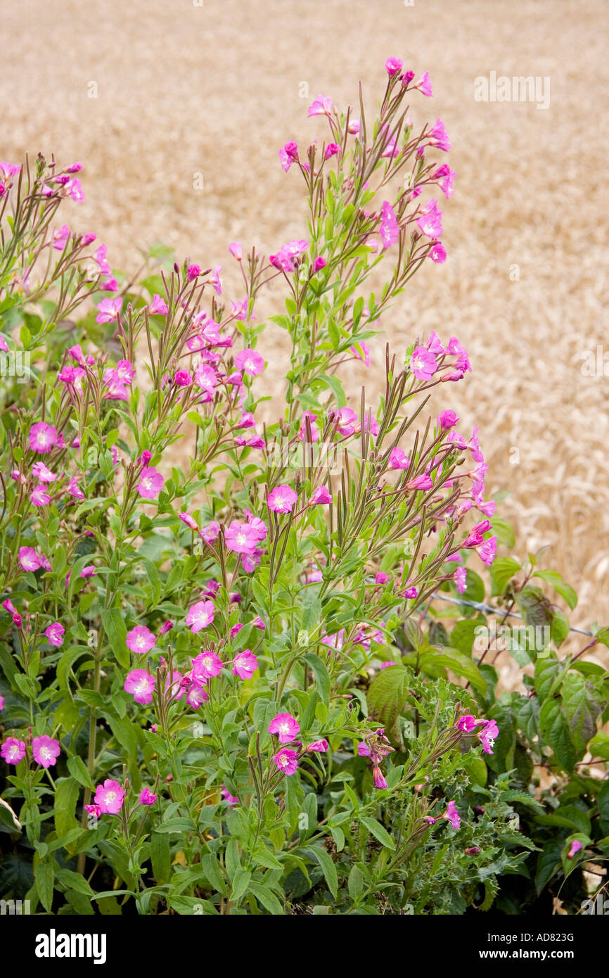 Whole plant and flowers of Epilobium hirsutum L Great Willowherb or Greater Hairy Willowherb Stock Photo