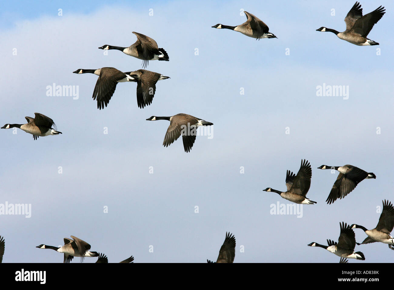 Canada Geese in flight Stock Photo Alamy