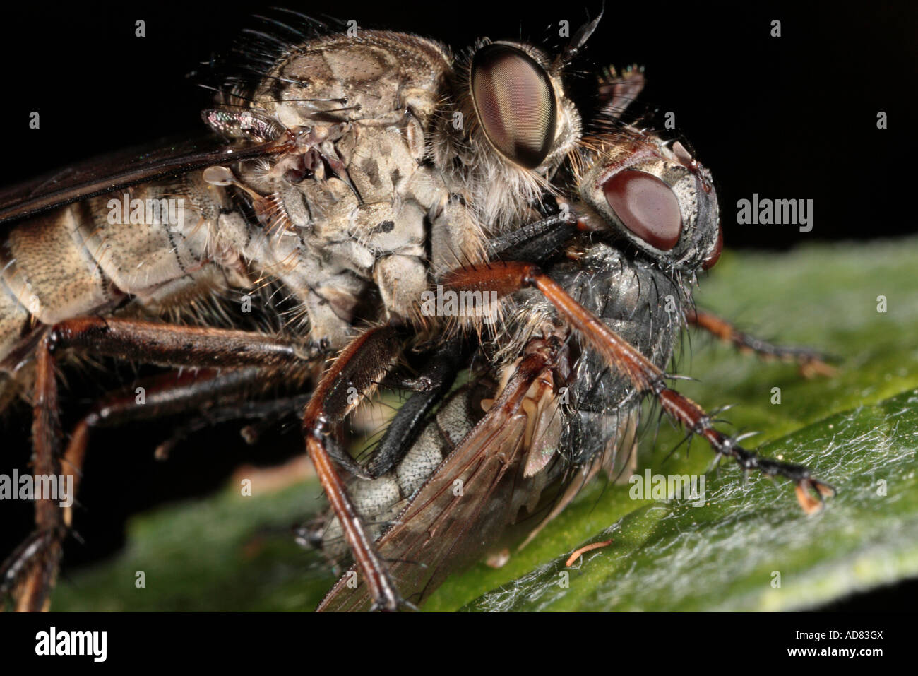 extreme macro of a robber fly feeding on  its prey of a flesh fly Stock Photo