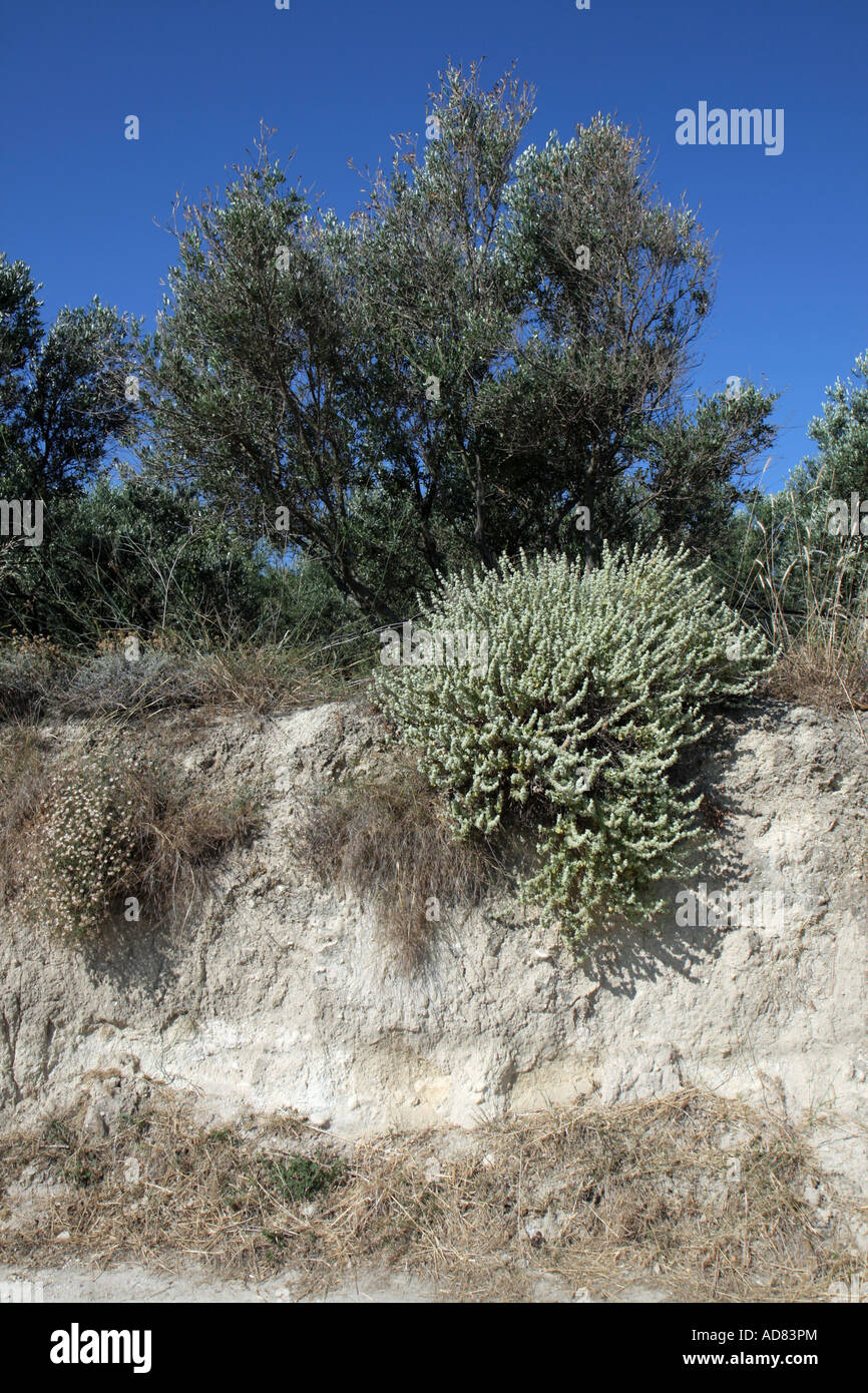 Plants by a road at Platanias, Crete, Greece. Stock Photo