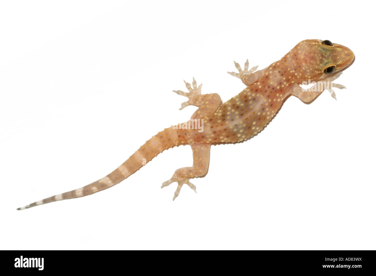 Small colourful lizard, Crete, Greece. On white background Stock Photo