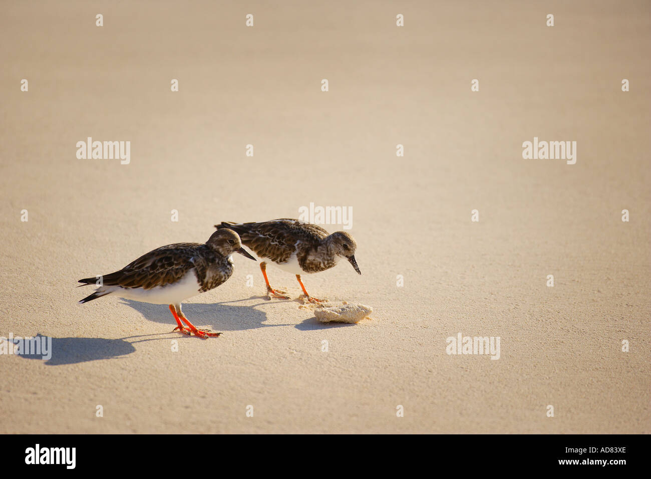 Two small birds inspecting an object Stock Photo