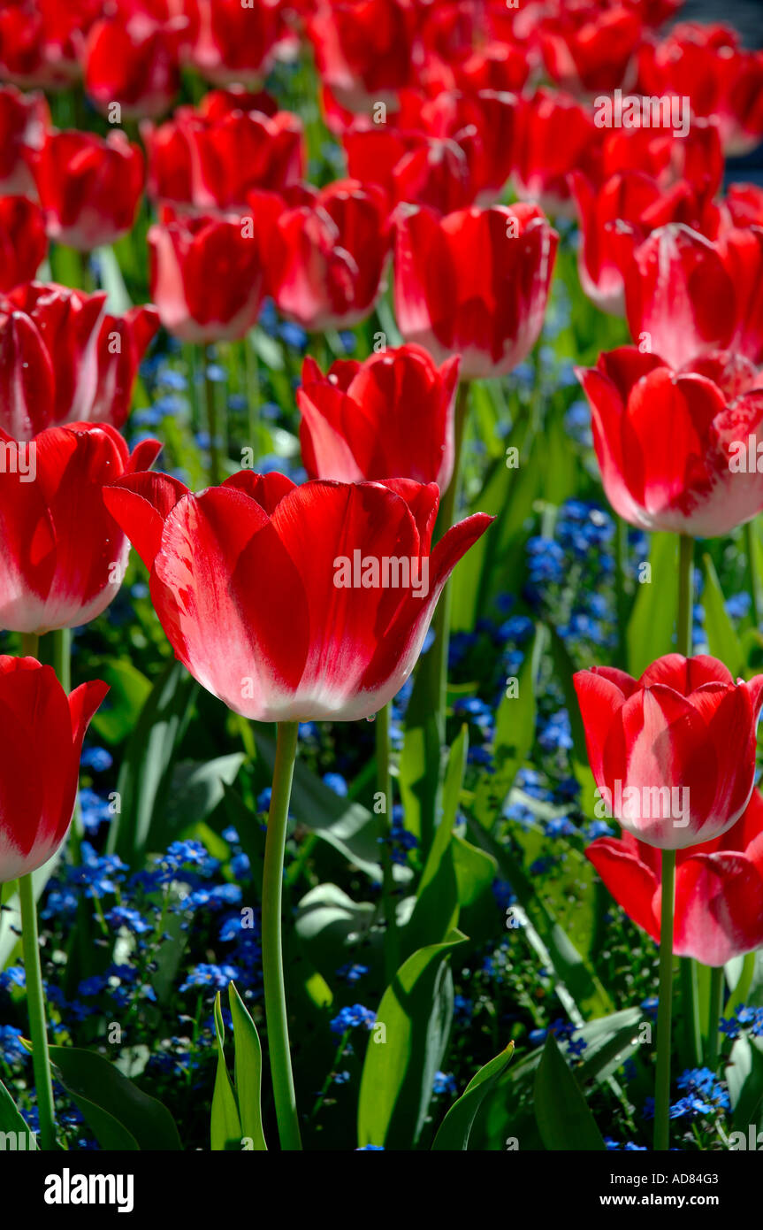 Countless red tulips Stock Photo