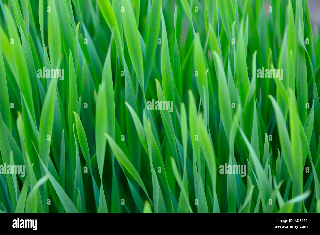 Blades of grass Stock Photo Alamy