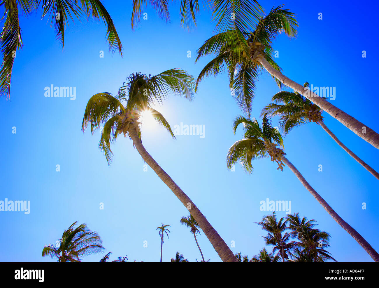 Palm trees grow in hi-res stock photography and images - Alamy