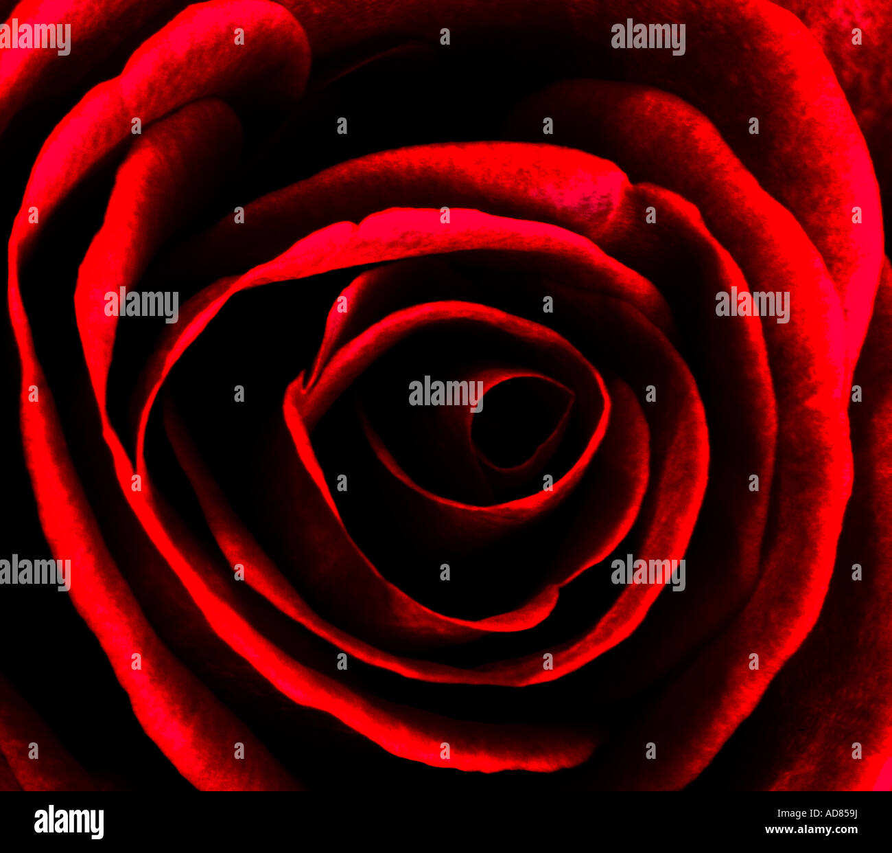 Red rose petals hi-res stock photography and images - Alamy