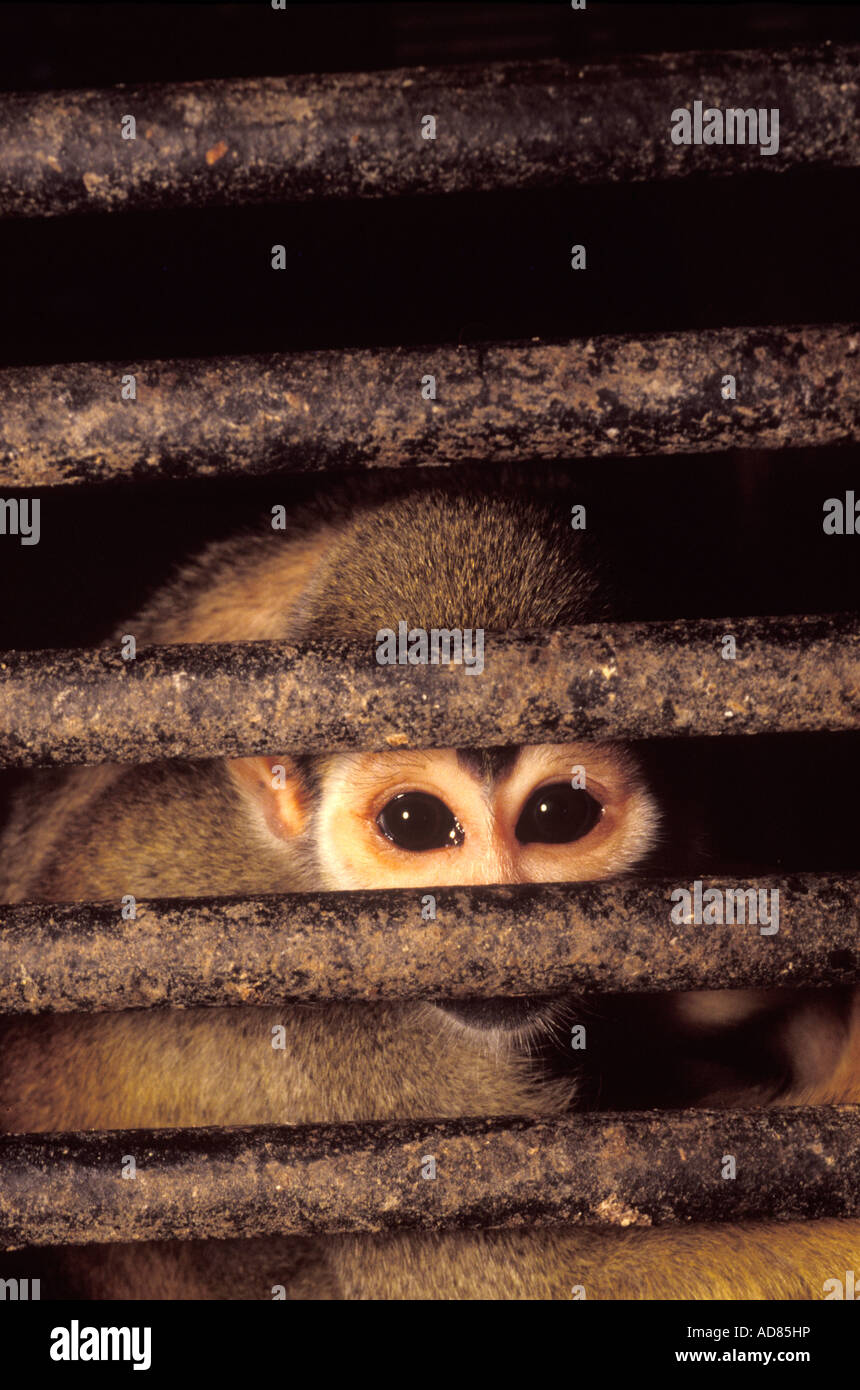 Saimiri sciureus Common Squirrel Monkey Mico de Cheiro Monkey in cage Illegal trade of animals Brazil Stock Photo