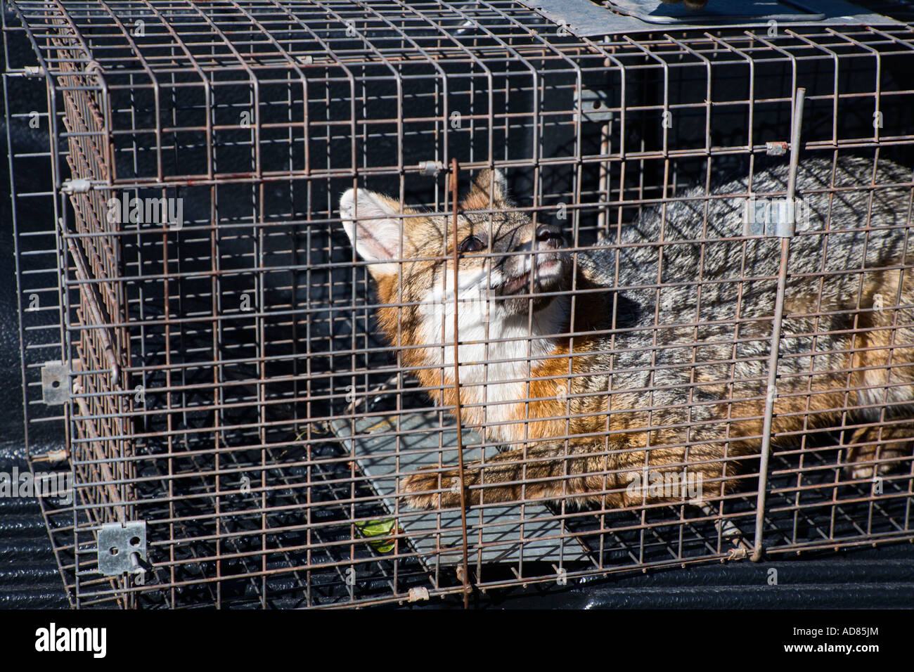 Captured fox in steel cage trap Stock Photo - Alamy