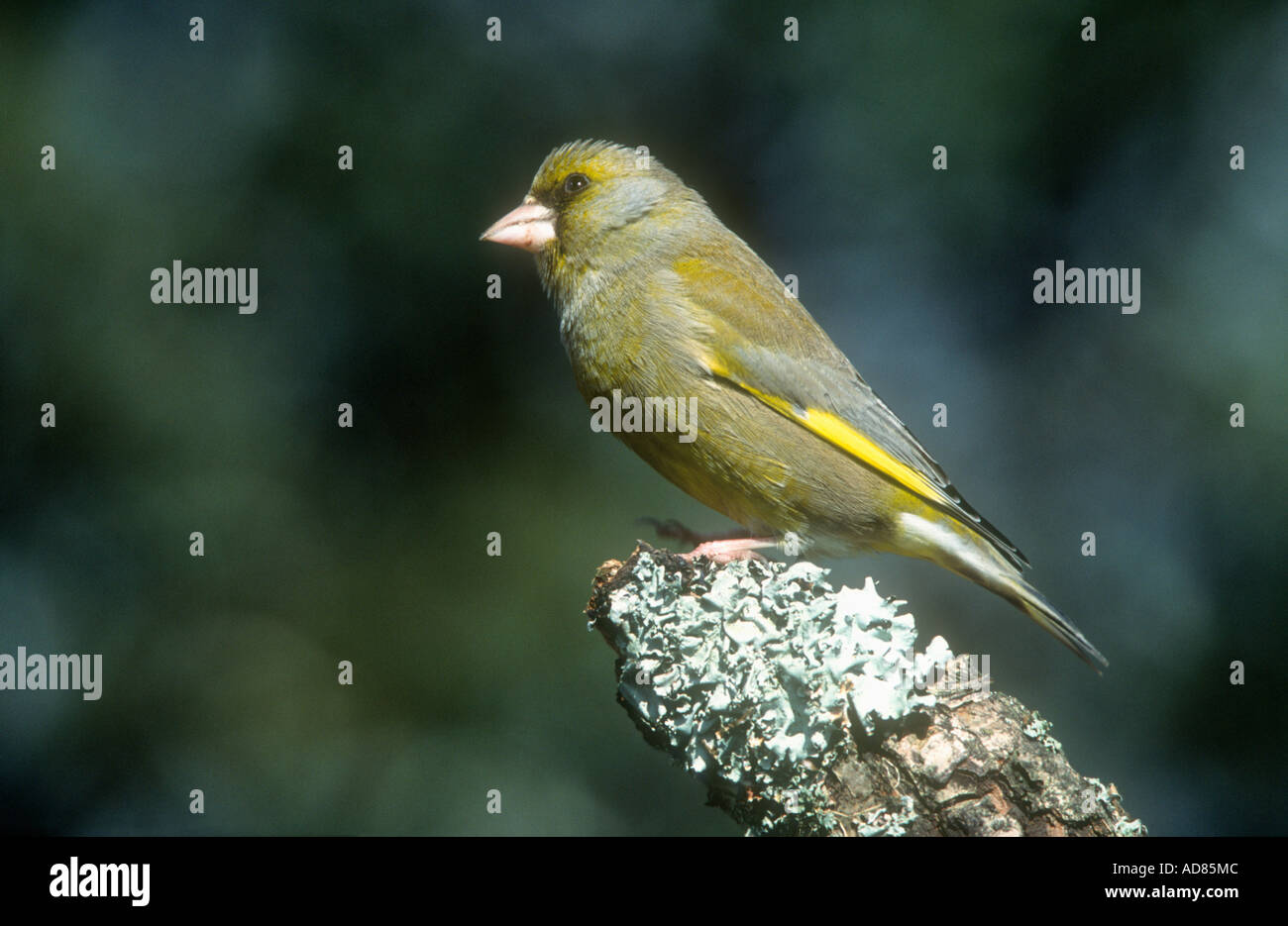 European Greenfinch Carduelis chloris adult male in breeding plumage ...