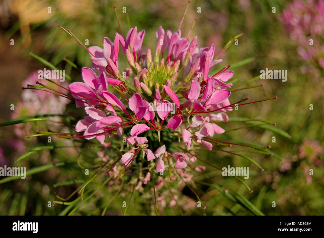 Violet Rose Queen cleome or spider flower plant Cleome hassleriana Stock Photo