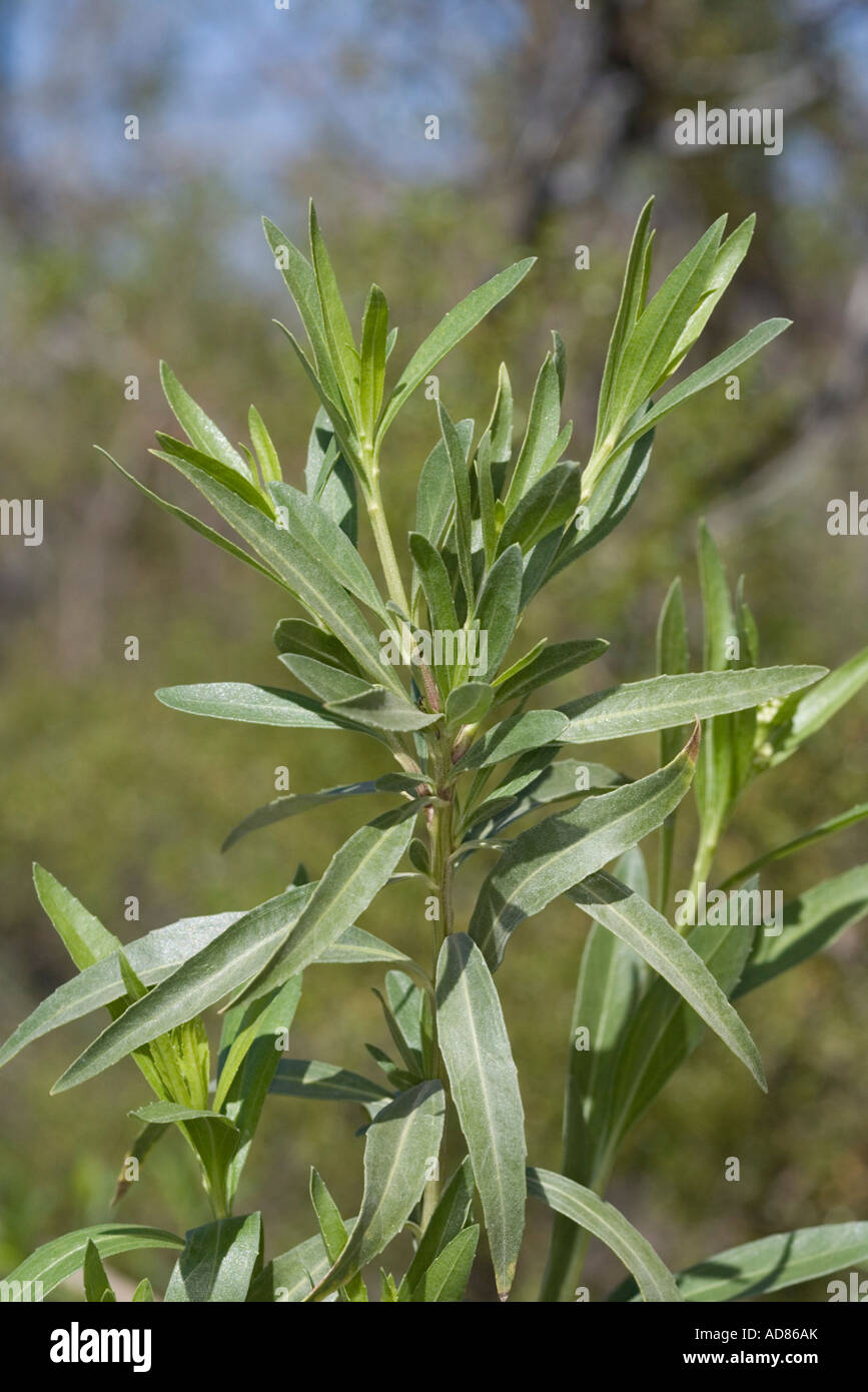Baccharis Salicifolia