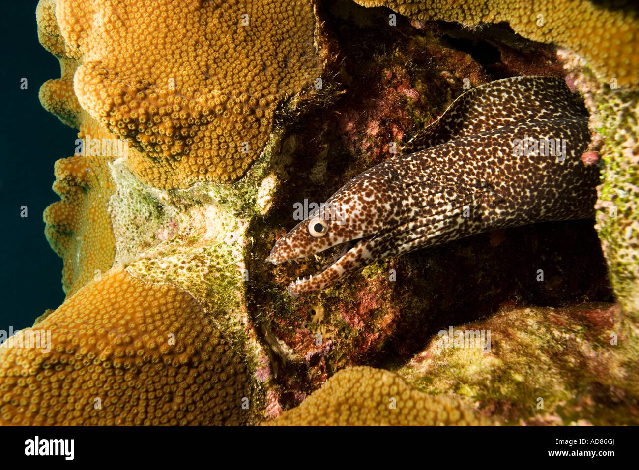 Brown spotted moray eel in hole in coral reef Stock Photo Alamy