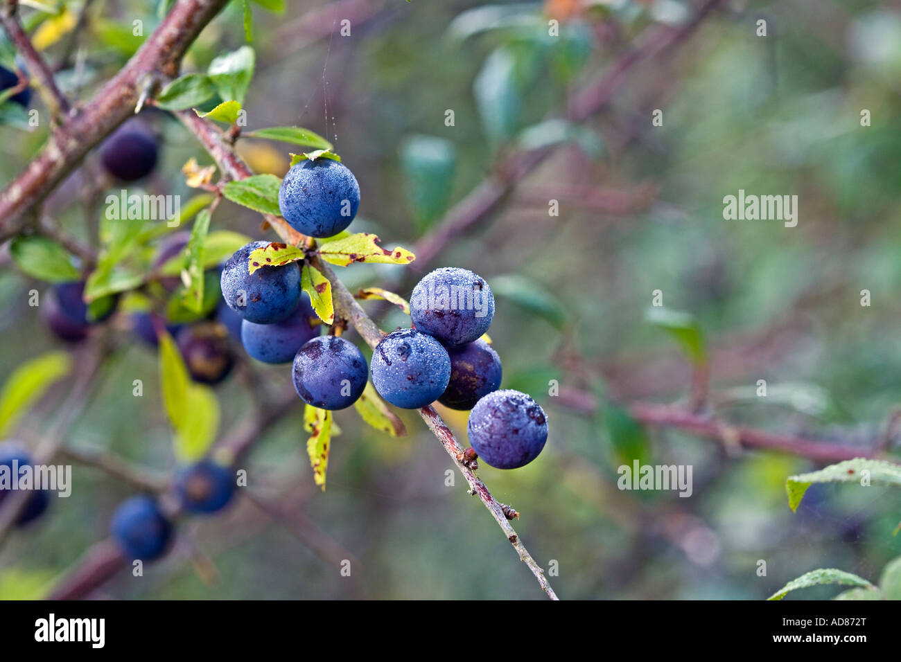 Sloe berries UK Stock Photo Alamy