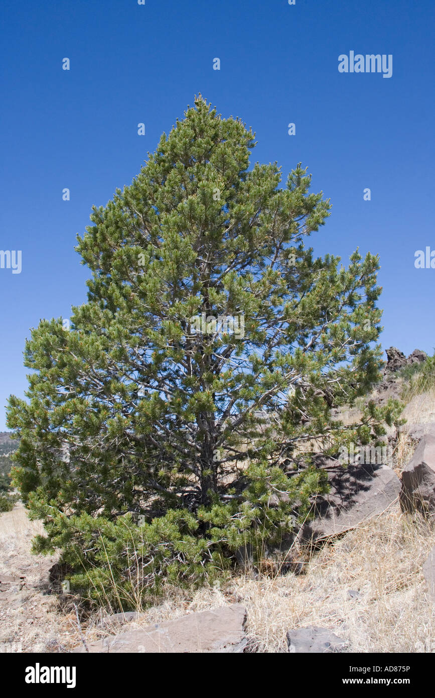 Two needle Pinyon Pinus edulis Springerville Arizona United States 25 June Pinaceae Stock Photo