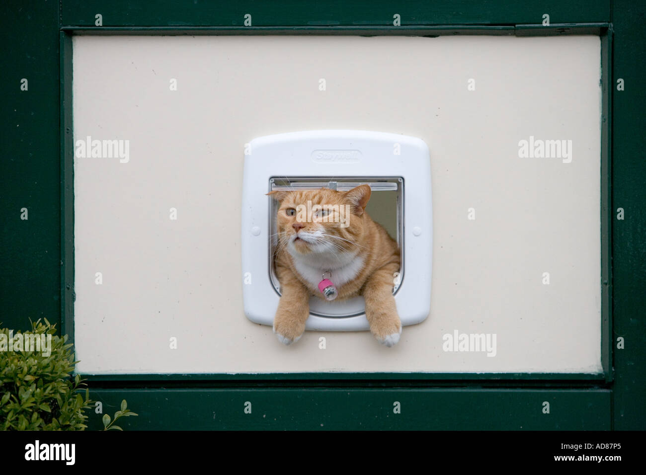 Cat hanging out the cat s door Stock Photo Alamy