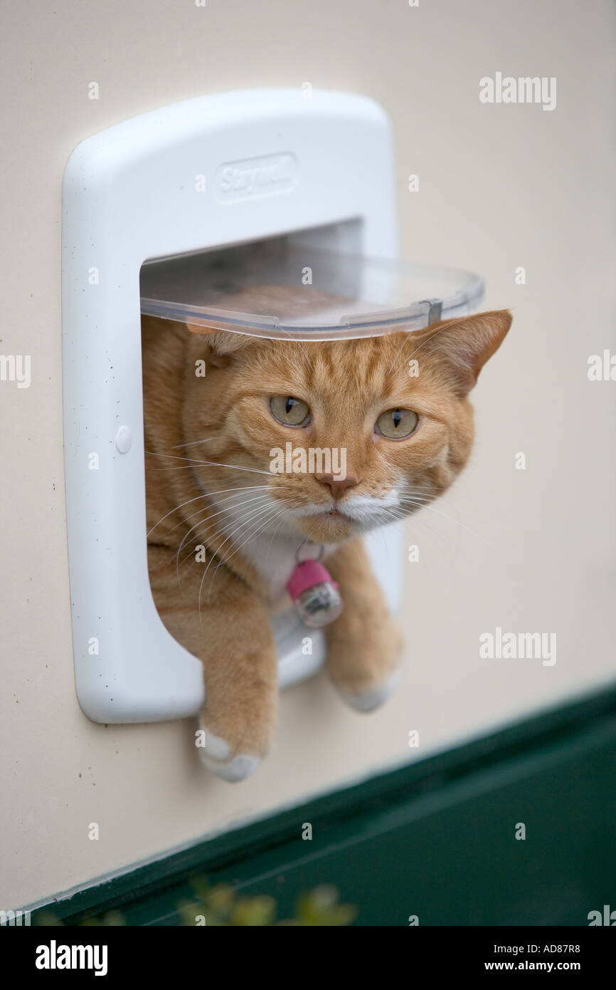 Cat hanging out the cat s door Stock Photo Alamy