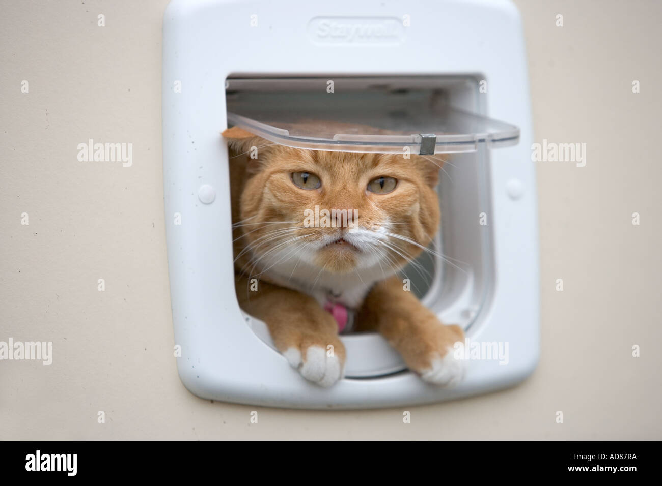 Cat hanging out the cat s door Stock Photo Alamy