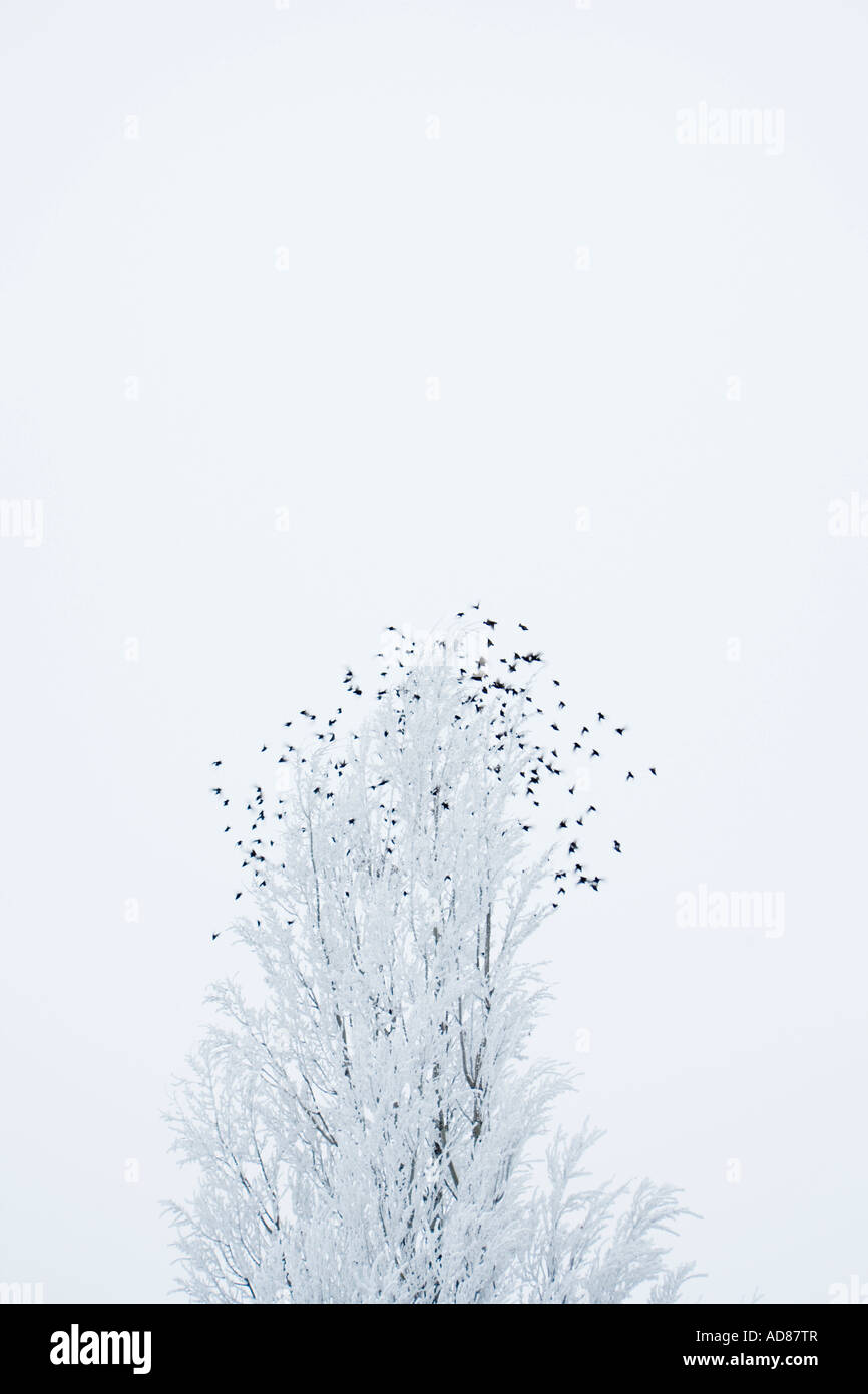 Birds flying from their perch atop ice covered tree in freezing fog