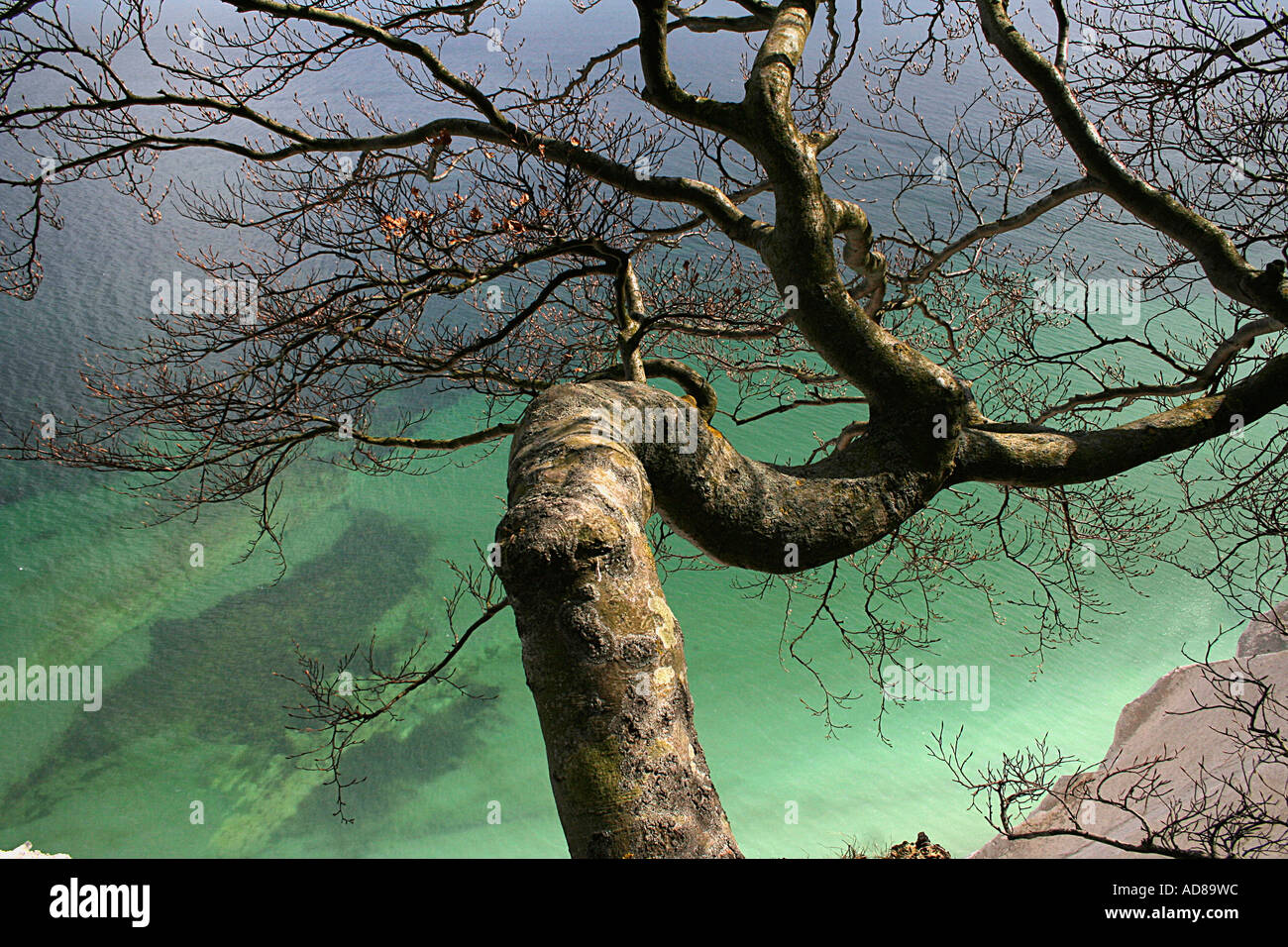 Kreidefelsen, chalk rocks Møn Møns Klint Klint Holm Klinteskoven Daenemark Danmark Denmark Stock Photo