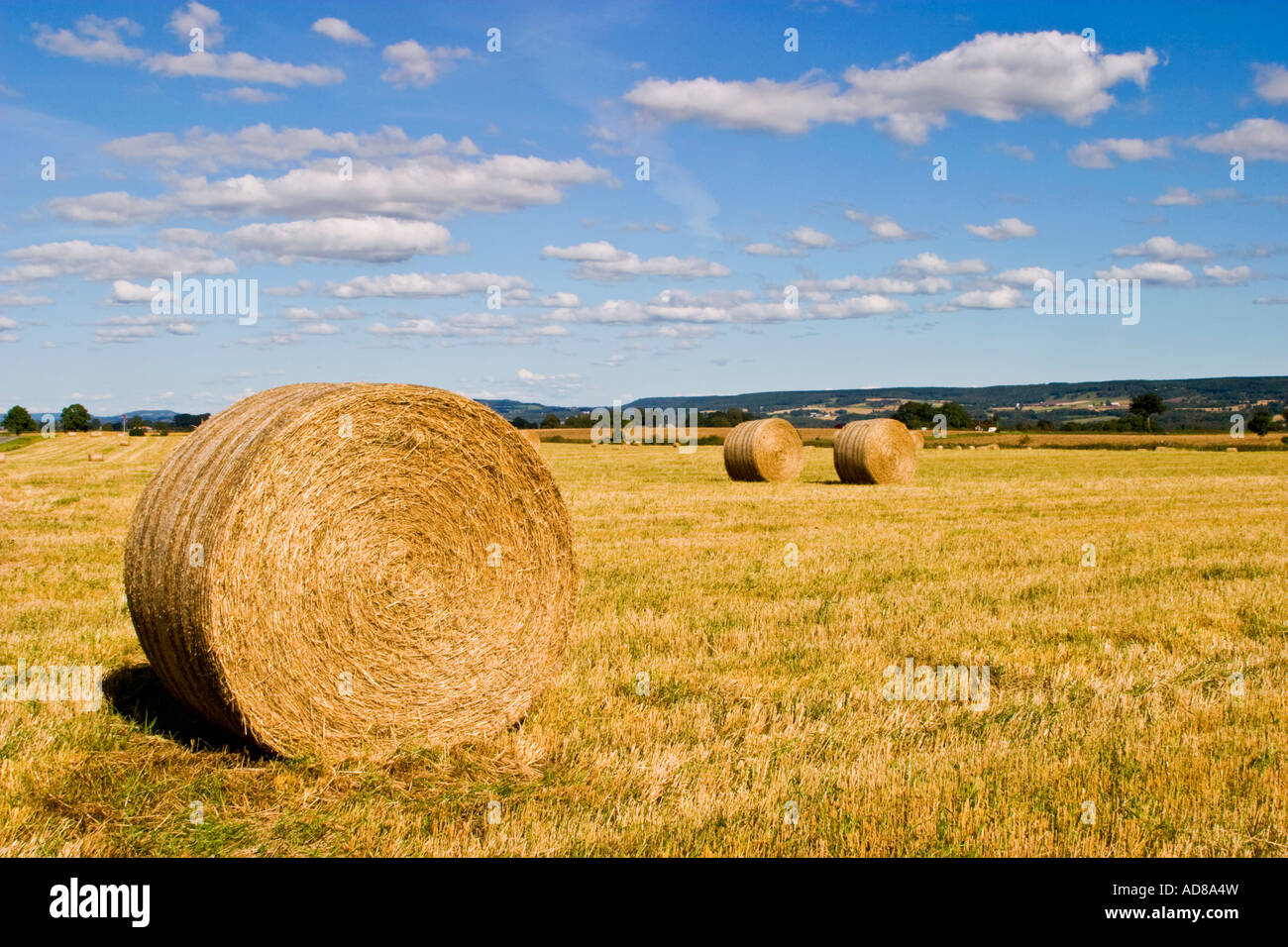 Straw bale on the field Stock Photo Alamy