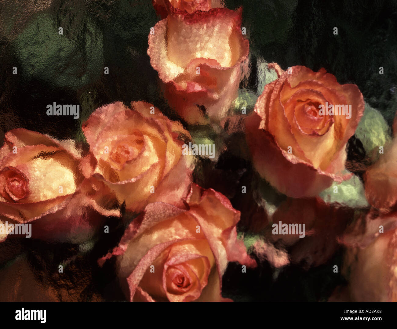 Four circus roses Stock Photo - Alamy