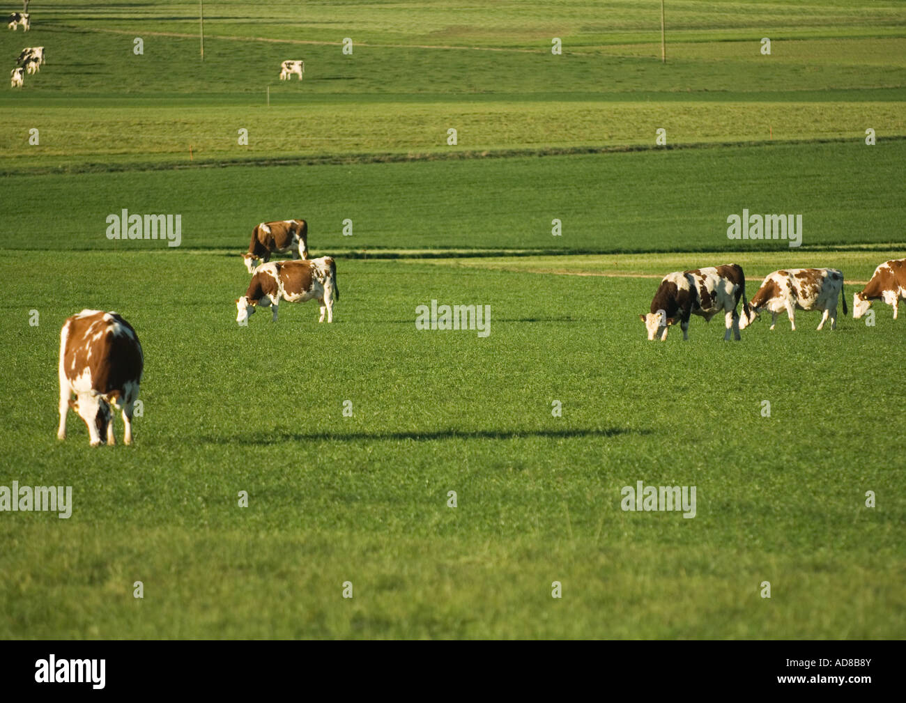Cows grazing in green pasture Stock Photo - Alamy