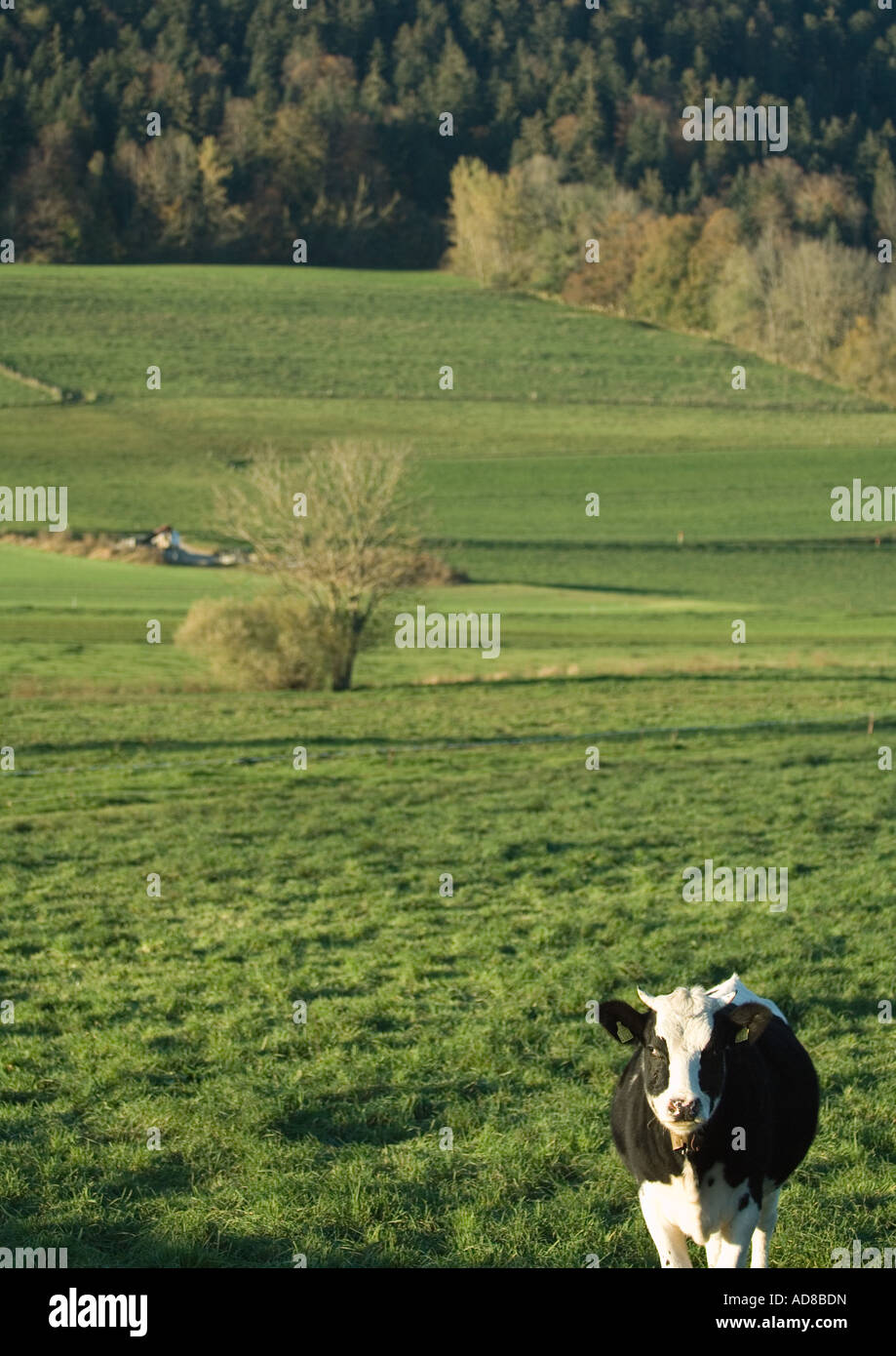 Cow in green pasture Stock Photo - Alamy