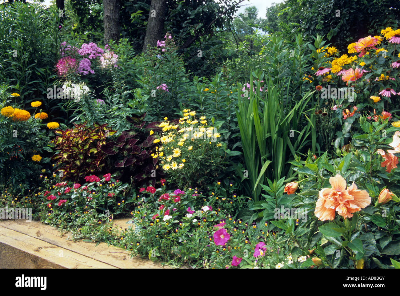 raised bed garden with hibiscus coleus impatiens phlox roses marigolds AD8BGY